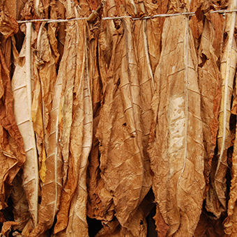 Tobacco